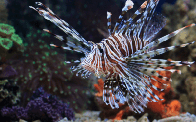 Unwelcome Visitors: Understanding Florida’s Invasive Species